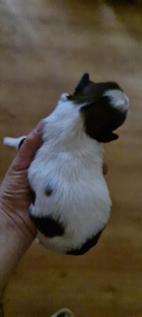 Szczenię shih-tzu szczenięta planujemy na rok 2025