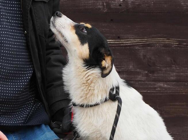 MUFINKA młoda delikatna sunia kochająca ludzi BŁAGA o domek