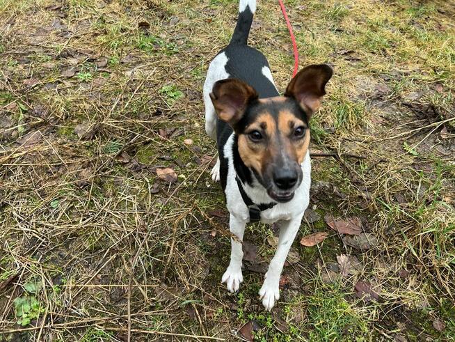 Przepiękna Nina, w typie teriera brazylijskiego.