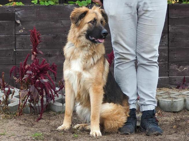 Wesoły energiczny Młodziak kochający ludzi BŁAGA o domek