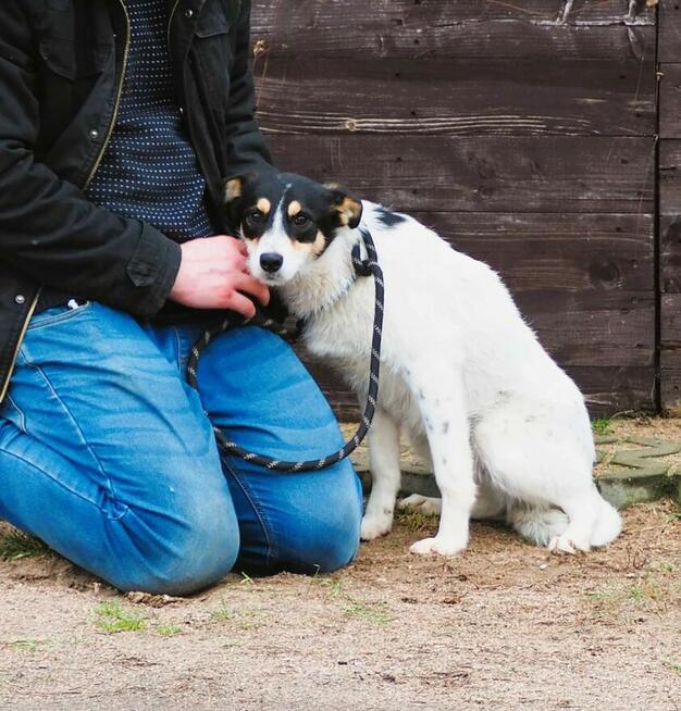 MUFINKA młoda delikatna sunia kochająca ludzi BŁAGA o domek