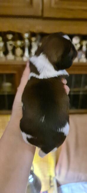 Szczenię shih-tzu szczenięta planujemy na rok 2025