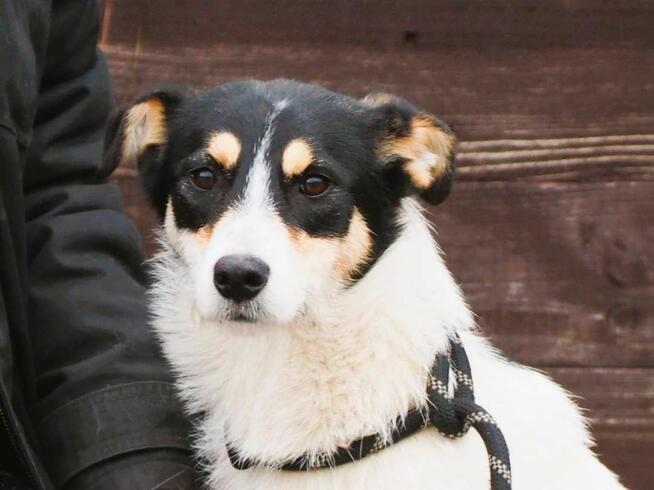 Młody cudowna sunia kochająca ludzi nad życie BŁAGA o dom