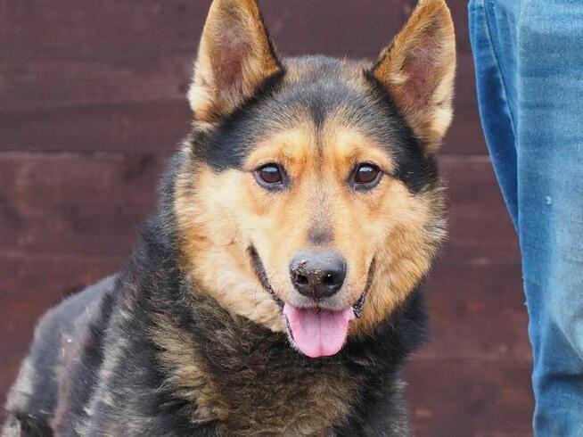 Mądry ułożony psiak ceniący ludzi czeka na wymarzony domek