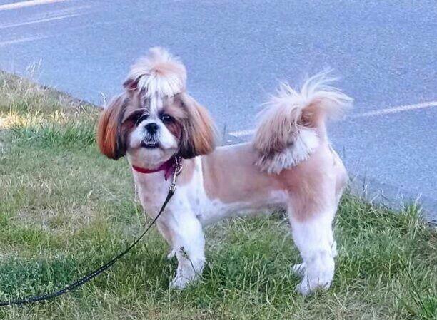 Szczenię shih-tzu szczenięta planujemy na rok 2025