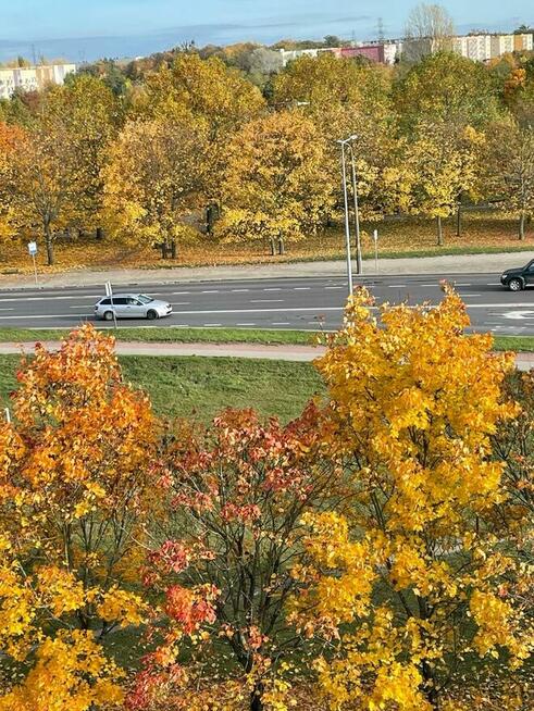 Mieszkanie 3 pok obok parku na Górczynie