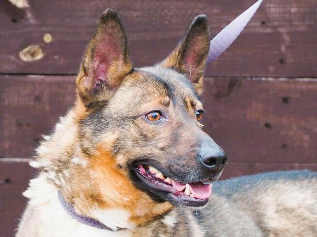 Cudowny energiczny psiak kochający ludzi i życie BŁAGA o dom