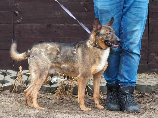 Cudowny energiczny psiak kochający ludzi i życie BŁAGA o dom