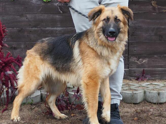 Wesoły energiczny Młodziak kochający ludzi BŁAGA o domek