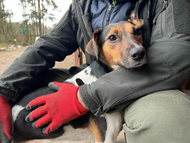 Przepiękna Nina, w typie teriera brazylijskiego.