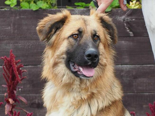 BERLIN mlody przyjacielski psiak kochający ludzi szuka domku