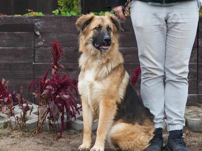 Wesoły energiczny Młodziak kochający ludzi BŁAGA o domek