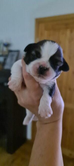 Szczenię shih-tzu szczenięta planujemy na rok 2025