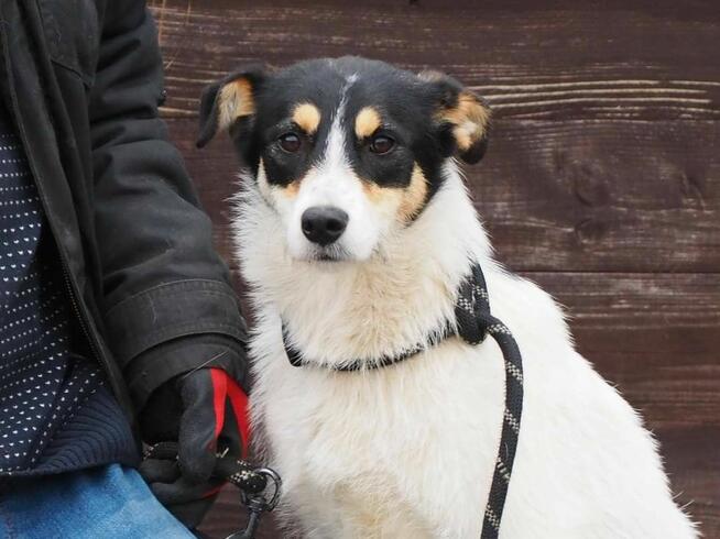 MUFINKA młoda delikatna sunia kochająca ludzi BŁAGA o domek