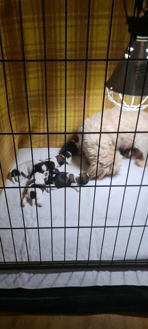 Szczenię shih-tzu szczenięta planujemy na rok 2025