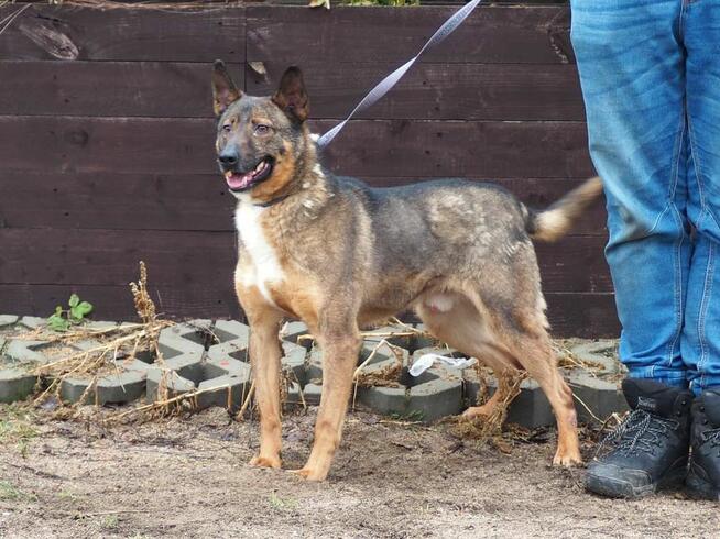 Cudowny energiczny psiak kochający ludzi i życie BŁAGA o dom
