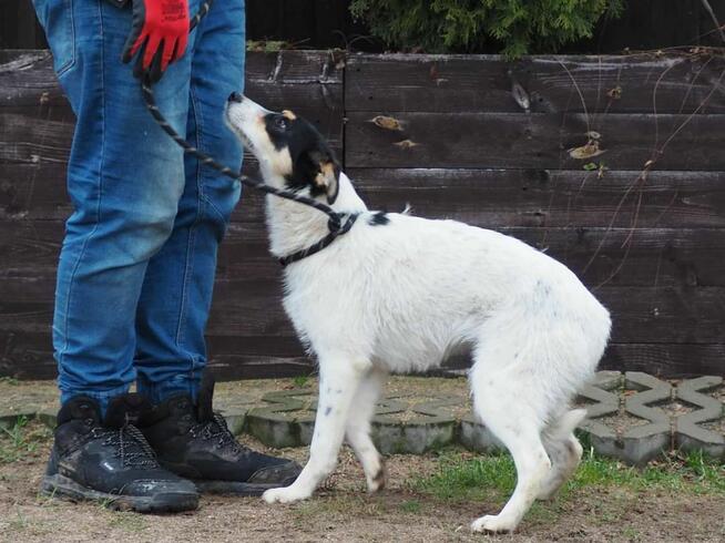 Młody cudowna sunia kochająca ludzi nad życie BŁAGA o dom