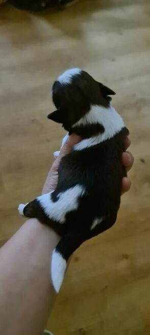 Szczenię shih-tzu szczenięta planujemy na rok 2025