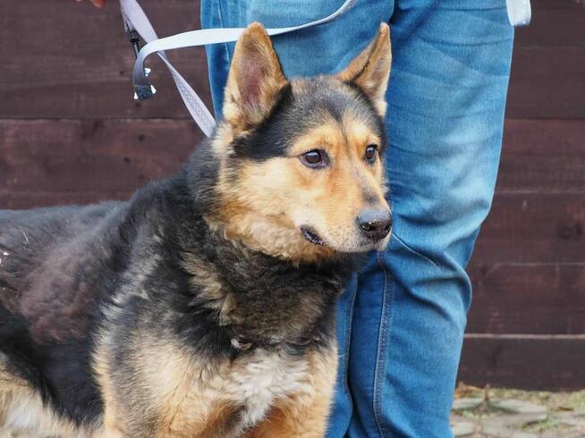 Mądry ułożony psiak ceniący ludzi czeka na wymarzony domek