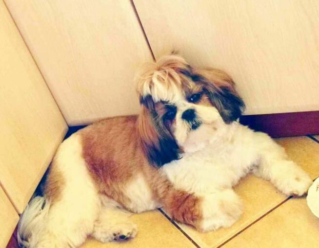 Szczenię shih-tzu szczenięta planujemy na rok 2025