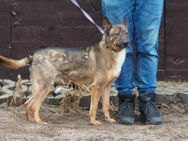Cudowny energiczny psiak kochający ludzi i życie BŁAGA o dom