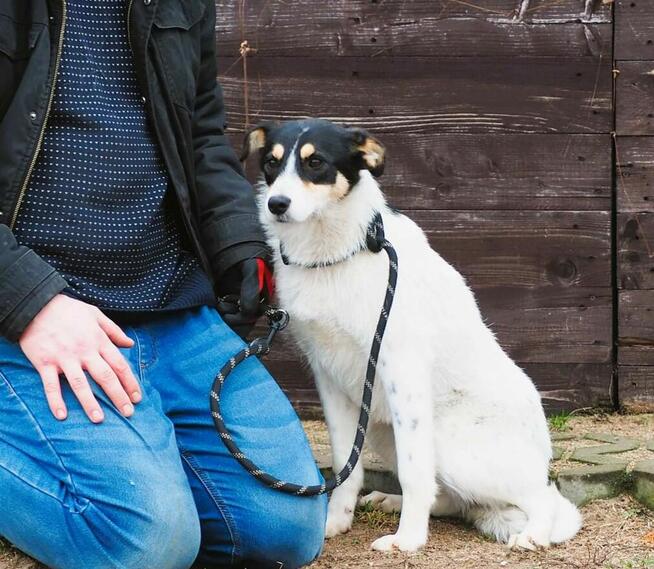 Młody cudowna sunia kochająca ludzi nad życie BŁAGA o dom