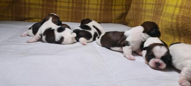 Szczenię shih-tzu szczenięta planujemy na rok 2025