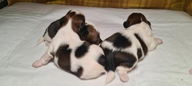 Szczenię shih-tzu szczenięta planujemy na rok 2025