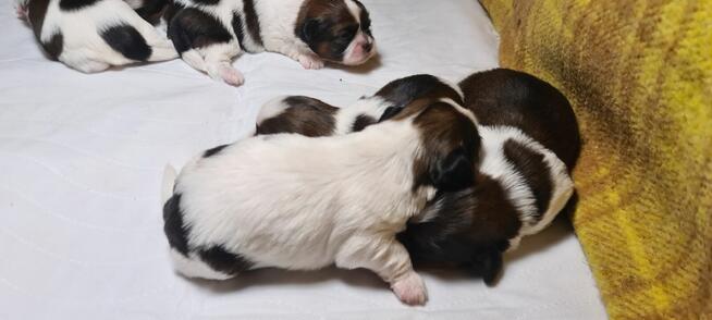 Szczenię shih-tzu szczenięta planujemy na rok 2025