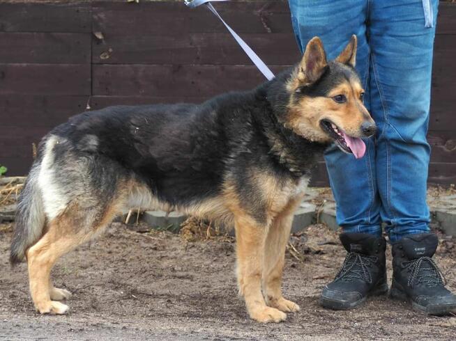 Mądry ułożony psiak ceniący ludzi czeka na wymarzony domek