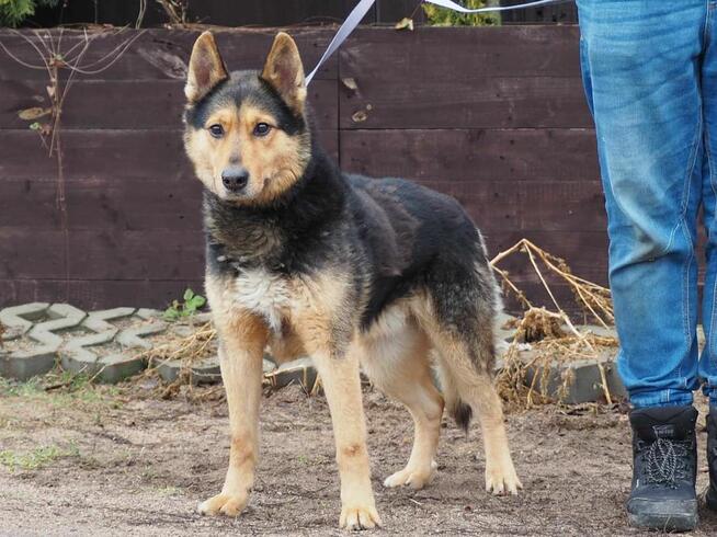 Mądry ułożony psiak ceniący ludzi czeka na wymarzony domek