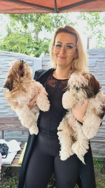 Szczenię shih-tzu szczenięta planujemy na rok 2025