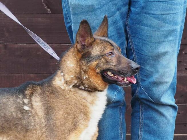 Cudowny energiczny psiak kochający ludzi i życie BŁAGA o dom