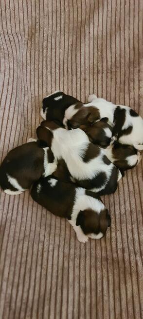 Szczenię shih-tzu szczenięta planujemy na rok 2025