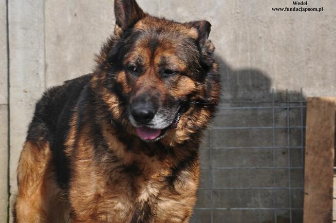 Wedel- Duży i silny pies rozgląda się za nowym domem