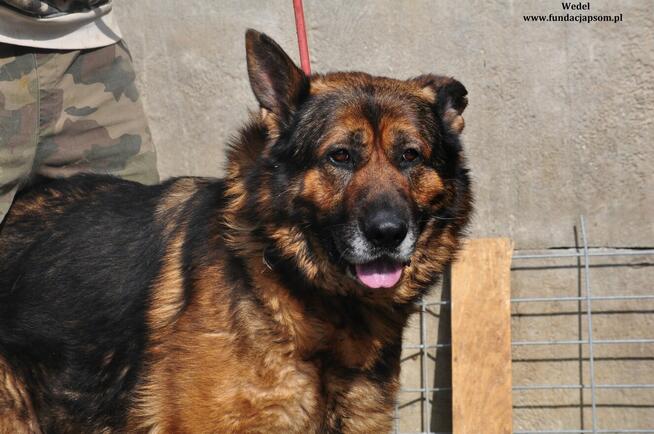 Wedel- Duży i silny pies rozgląda się za nowym domem
