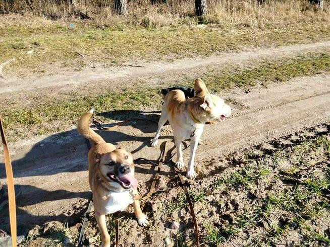 Persi szuka domu, pies