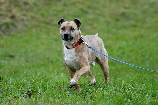 Persi szuka domu, pies