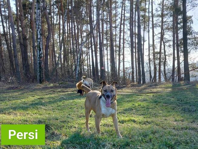 Persi szuka domu, pies