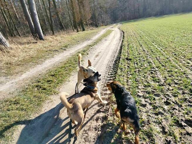 Persi szuka domu, pies