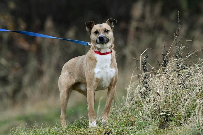 Persi szuka domu, pies