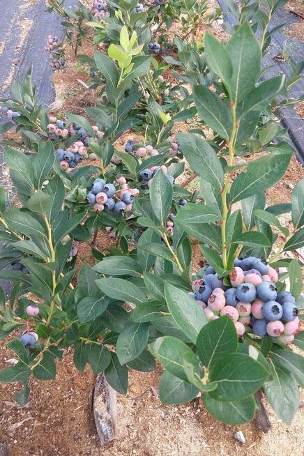 borówka amerykańska