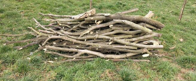 OKAZJA drzewo orzech włoski