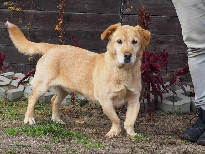 BIAŁY cudowny psiak kochający ludzi i świat szuka PILNIE dom