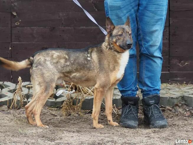 SATURN wesoły proludzki psiak kochający życie szuka domu