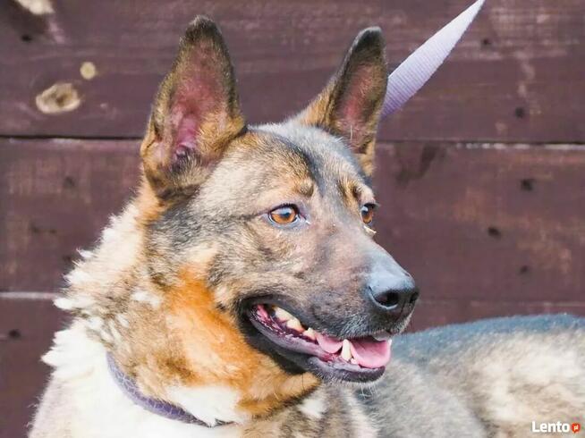 SATURN wesoły proludzki psiak kochający życie szuka domu