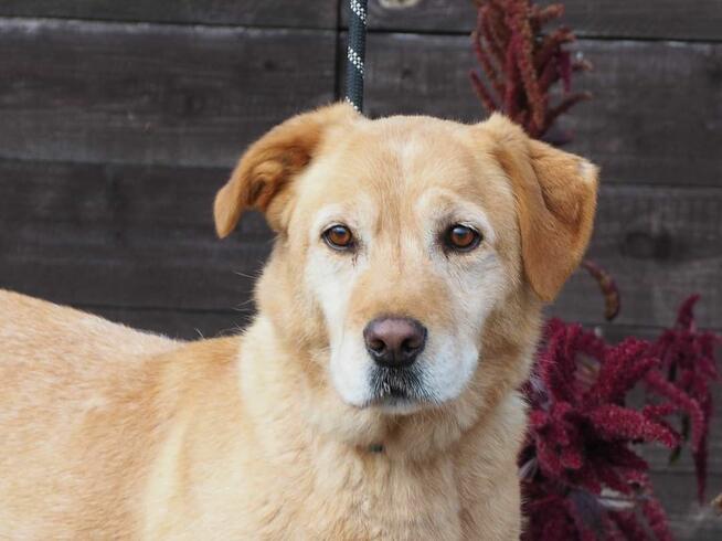 Cudowny psiak kochający wszystkich szuka PILNIE dobrego domu