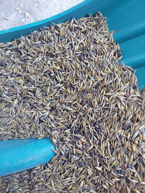 sprzedam wyke z owsem !!!