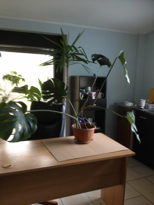 kwiaty doniczkowe Yuki, monstery