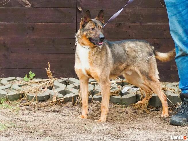 SATURN wesoły proludzki psiak kochający życie szuka domu